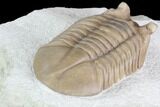 Prone Asaphus Cornutus Trilobite - Russia #89058-3